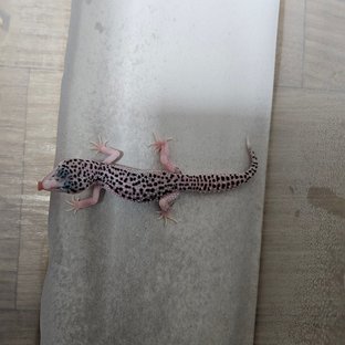 갤럭시