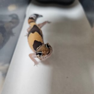 노멀 헷 오레오