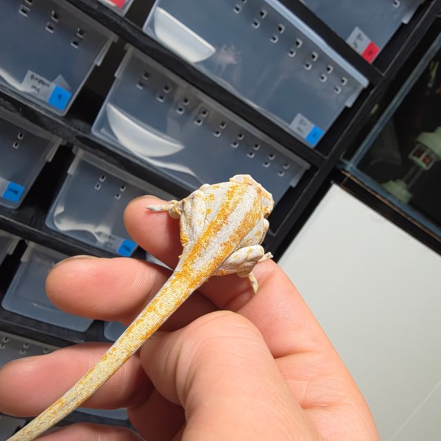 오렌지 스트라이프