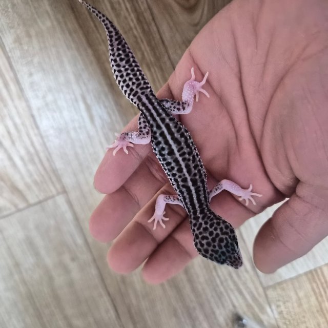 갤럭시 블랙나이트