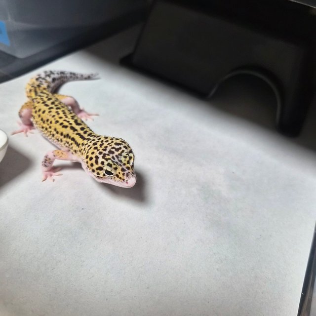 스노우 이클립스