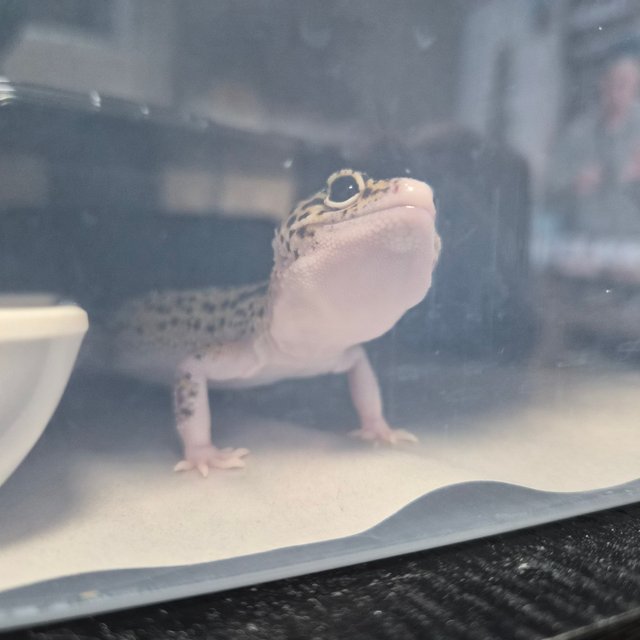 스노우 이클립스