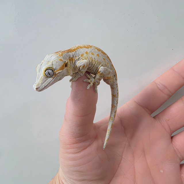 오렌지 스트라이프