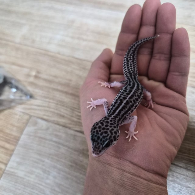 갤럭시 블랙나이트