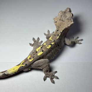 패턴리스 달마시안 팬텀 벅스킨