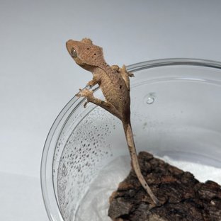 패턴리스 팬텀 달마시안 벅스킨