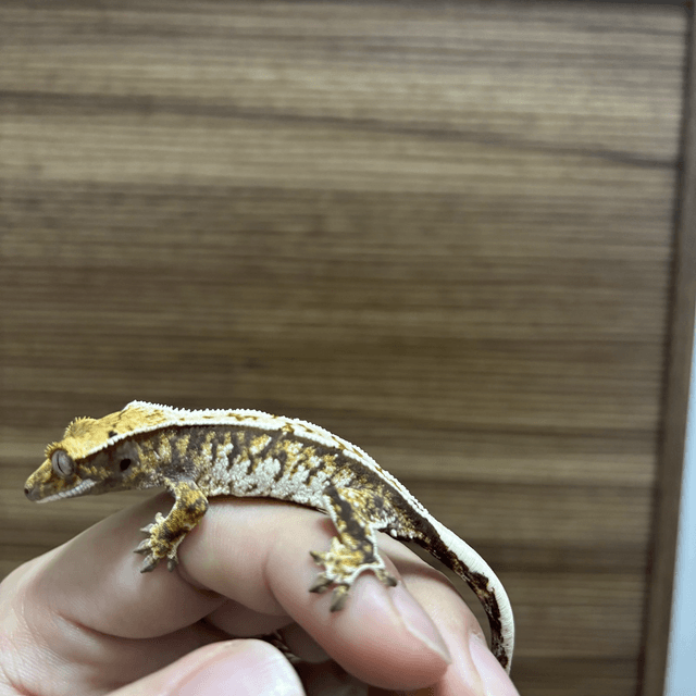 드리피 트라이 핀스트라이프 화이트스팟 화이트핀 쿼드