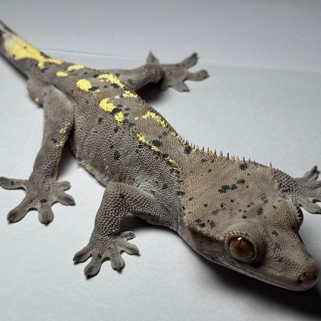 패턴리스 달마시안 팬텀 벅스킨