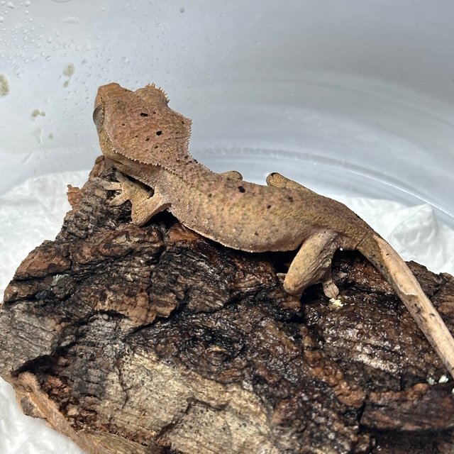 패턴리스 팬텀 달마시안 벅스킨