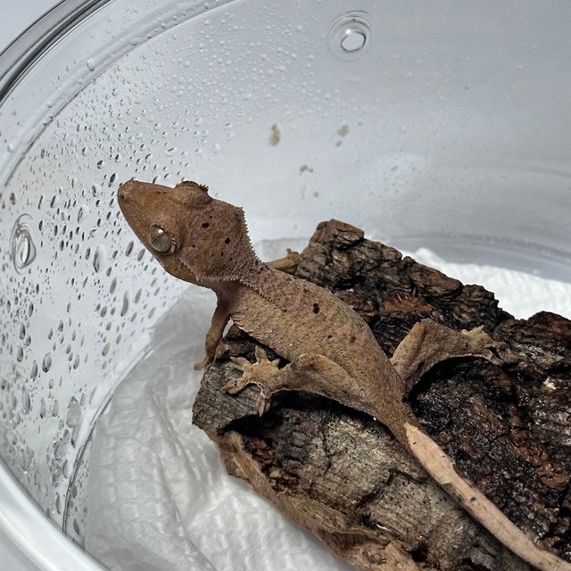 패턴리스 팬텀 달마시안 벅스킨