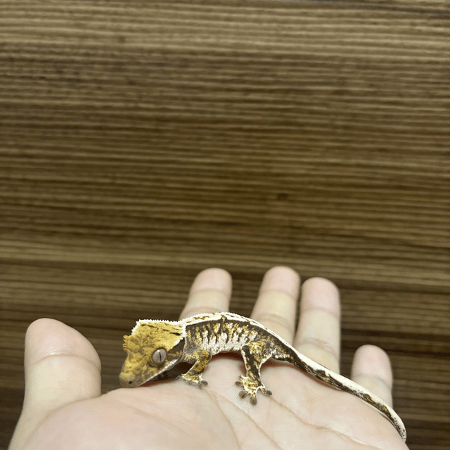 드리피 트라이 핀스트라이프 화이트스팟 화이트핀 쿼드