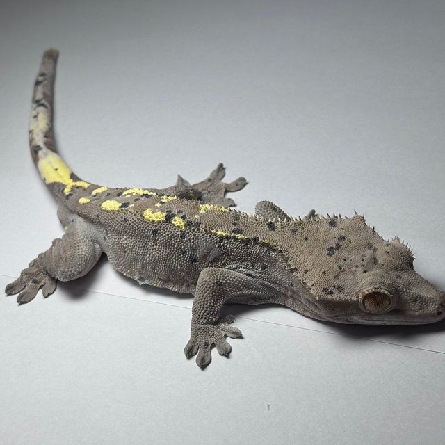 패턴리스 달마시안 팬텀 벅스킨