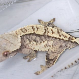 트라이