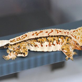 트라이