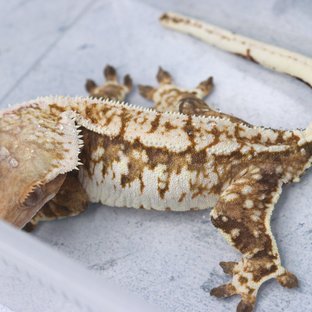 트라이