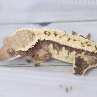 트라이