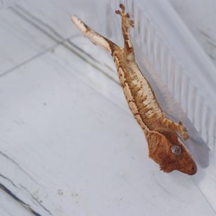 트라이 익스트림할리퀸