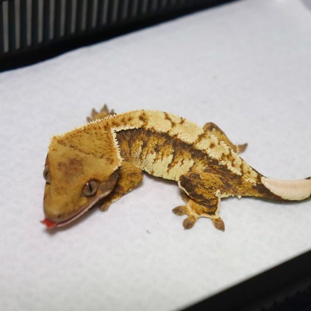 트라이 익스트림할리퀸