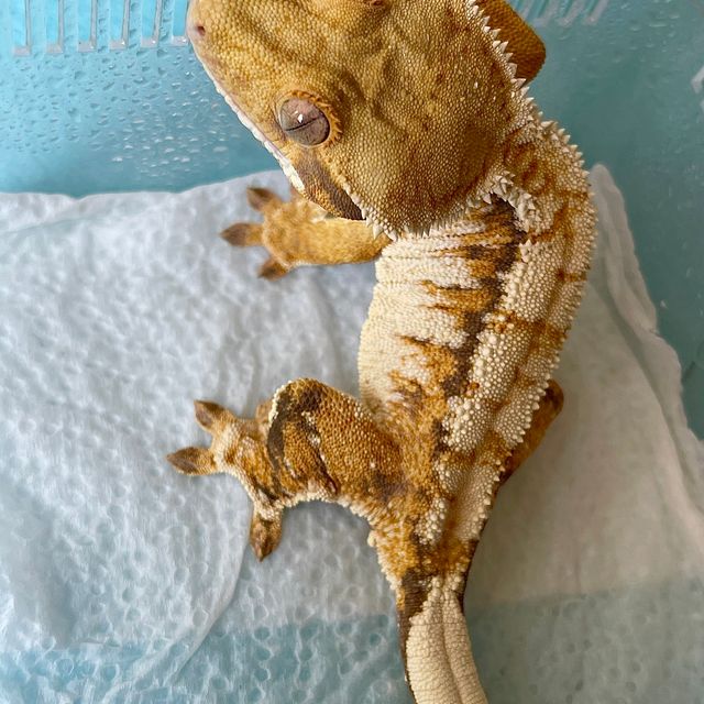 트라이