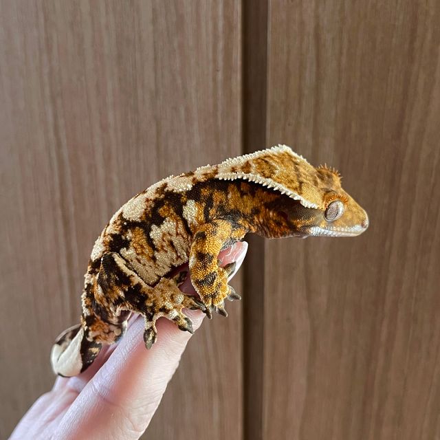 트라이