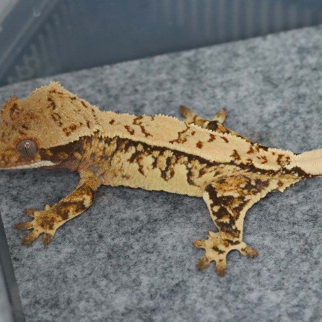 트라이
