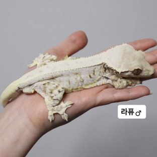 라퓨
