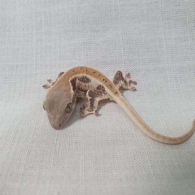 릴리화이트 레이지 판다