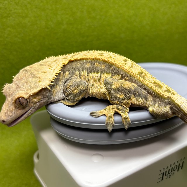 노멀 풀핀 쿼드