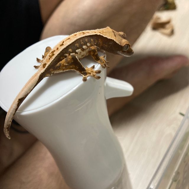 핀스트라이프 쿼드 풀핀 노멀