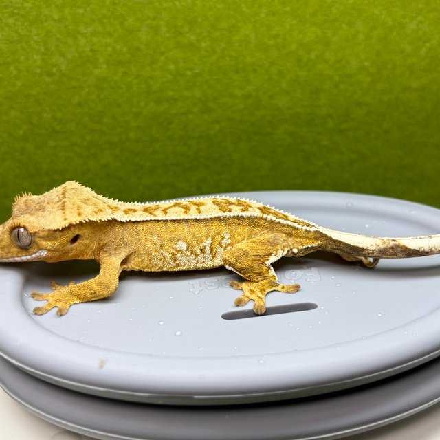 100%헷아잔틱 풀핀