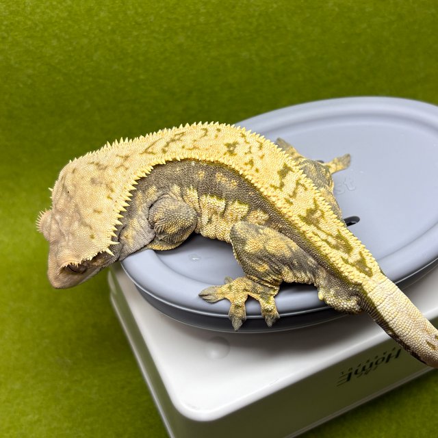 노멀 풀핀 쿼드