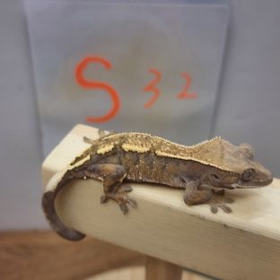 S32