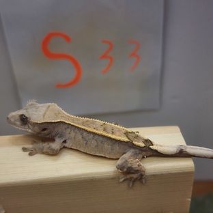 S33