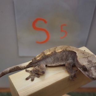 S5