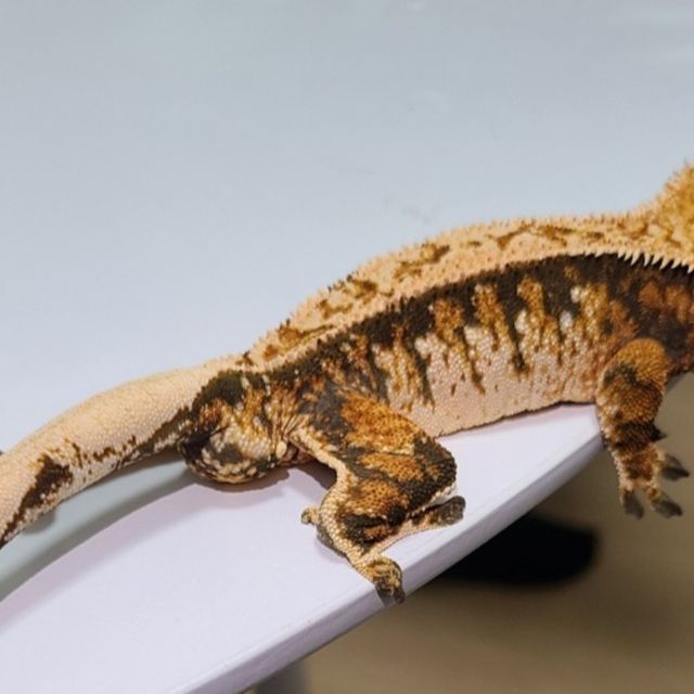 트라이