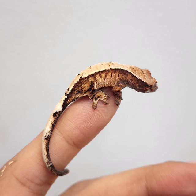 세이블