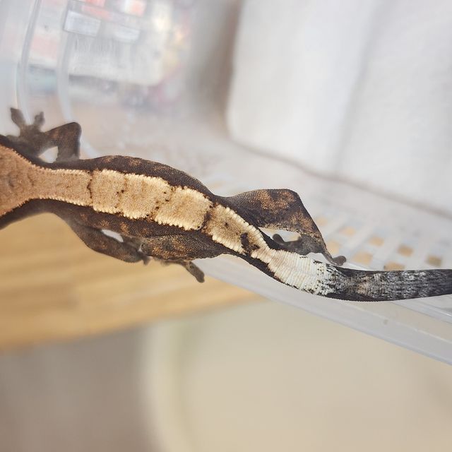 세이블