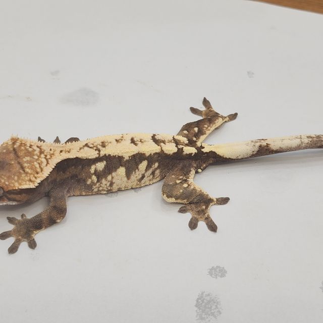 세이블