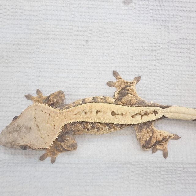 세이블