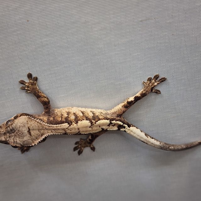 세이블