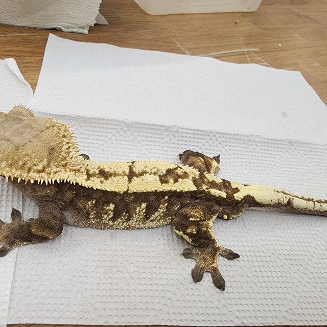 세이블