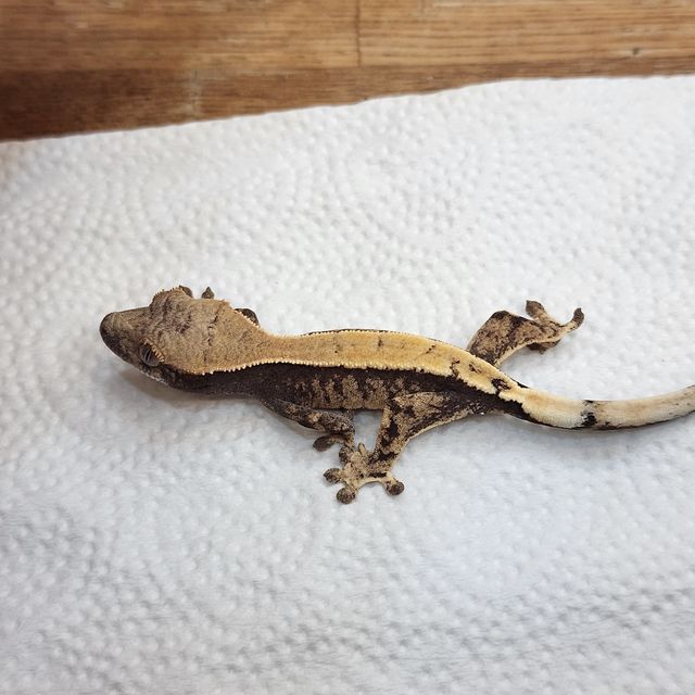 세이블