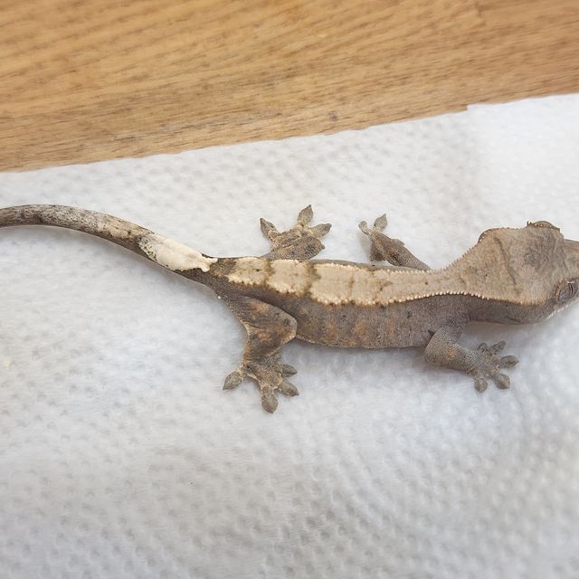 세이블