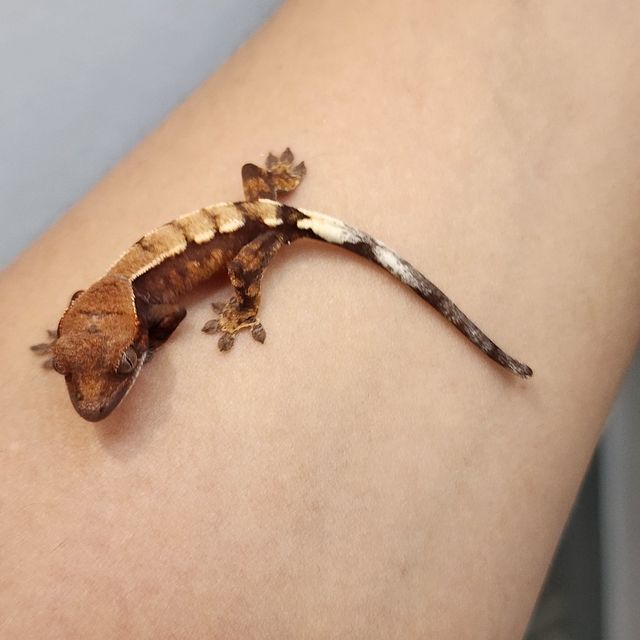 세이블