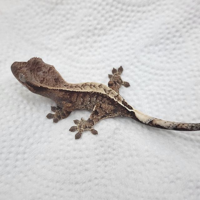 세이블