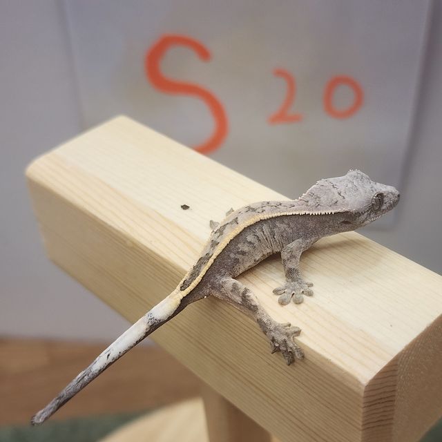 세이블