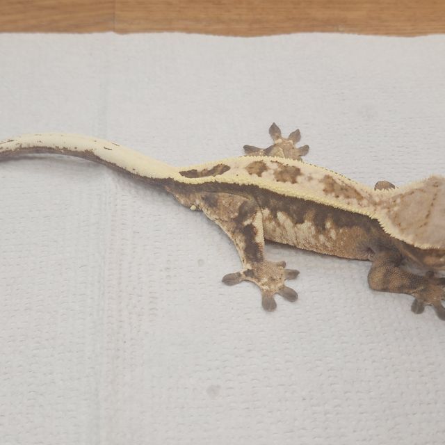 세이블