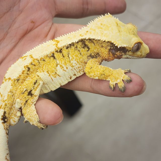 트라이
