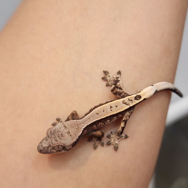 세이블