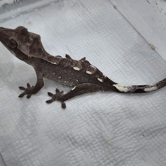 아잔틱